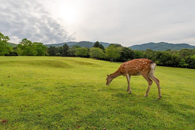 From Osaka/Kyoto: Kyoto & Nara Day Trip with Lunch - A Detailed Breakdown of the Tour Experience