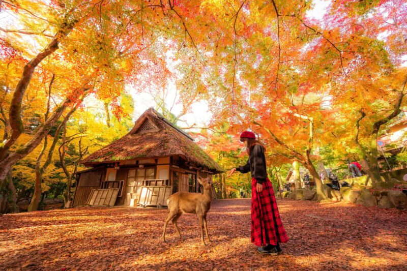 From Osaka: Kyoto & Nara Highlights Day Tour (7 attractions) - Detailed Review of the Tour Experience