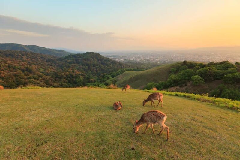 From Osaka: Kyoto & Nara Highlights Day Tour (7 attractions) - Authentic Encounters and Highlights from Travelers