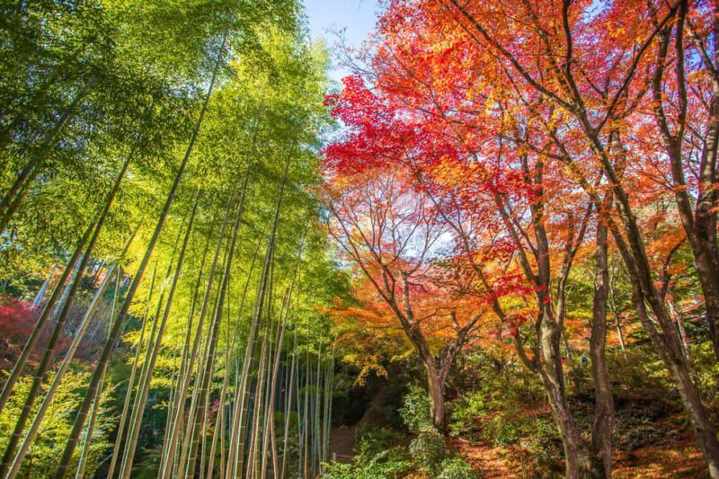 From Osaka: Kyoto & Nara Highlights Day Tour (7 attractions) - FAQ