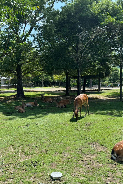 From Osaka/Kyoto: Nara One Day Private Tour - FAQs