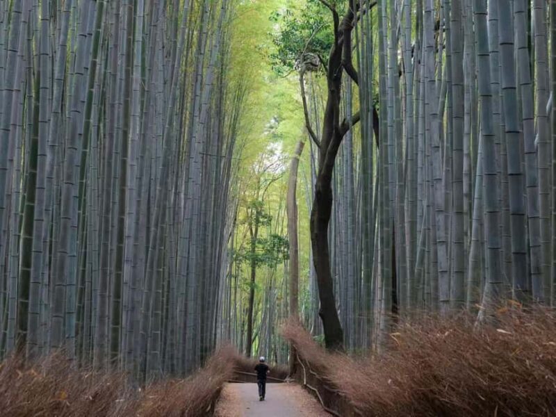 From Osaka/Kyoto:Kyoto&Nara Private day trip with pick up - Cultural and Architectural Marvels