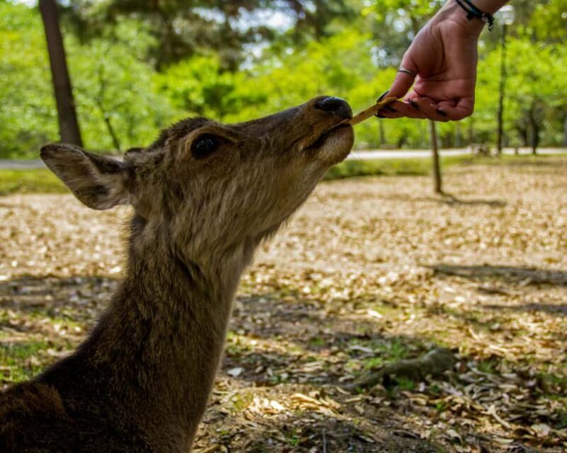 From Osaka/Kyoto:Kyoto&Nara Private day trip with pick up - Nara: Friendly Deer and Ancient Wonders