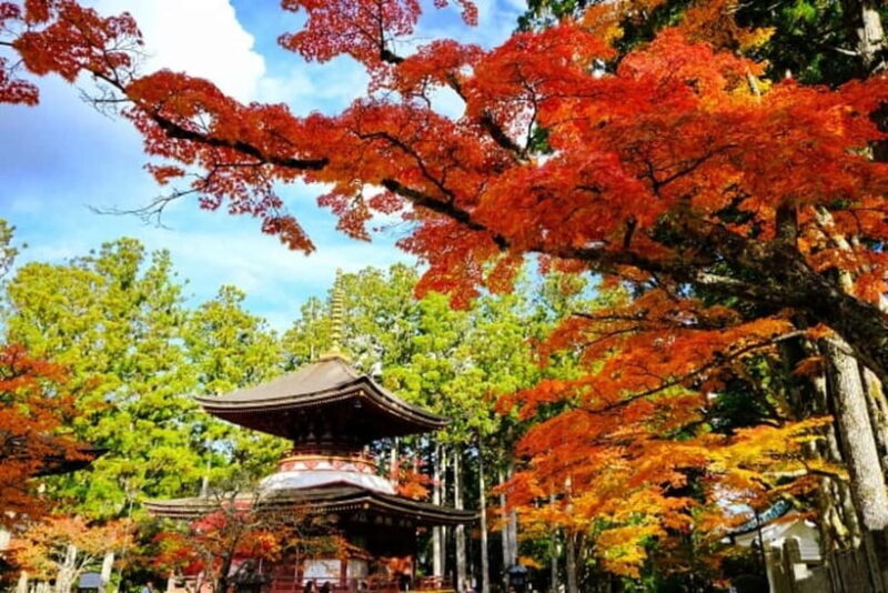 From Osaka: Mt. Koya Autumn Leaves Tour with Fruit Picking - Key Points