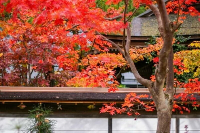 From Osaka: Mt. Koya Autumn Leaves Tour with Fruit Picking - What the Experience Means for You