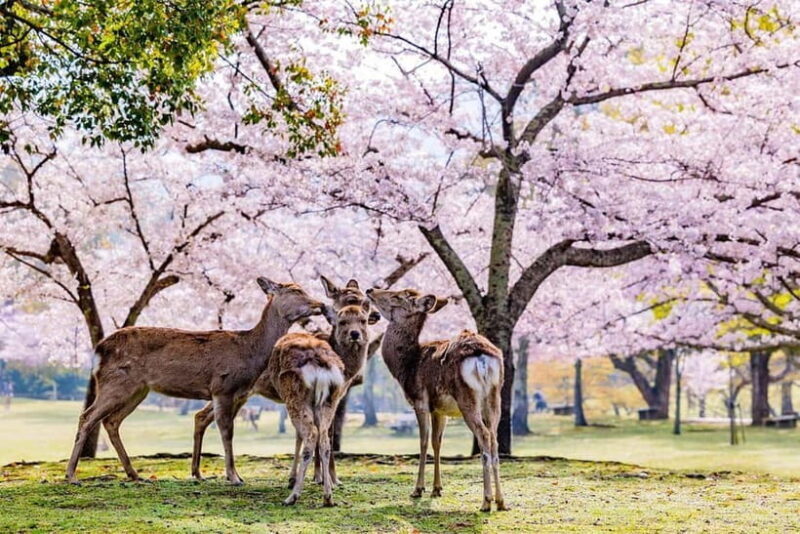 From Osaka: Nara Deer & Kyoto Kiyomizudera Sightseeing Tour - What the Reviews Say