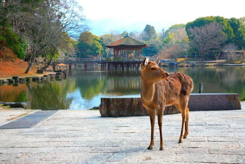 From Osaka: Nara, Kiyomizu-dera & Fushimi Inari Trip - Key Points