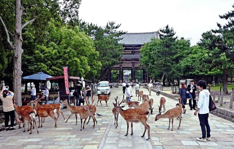 From Osaka: Nara, Kiyomizu-dera & Fushimi Inari Trip - Who Will Love This Tour?