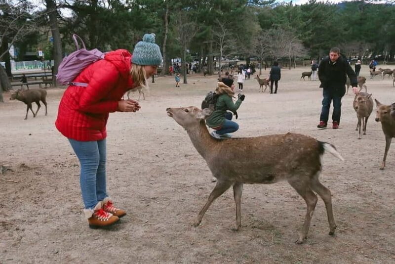 From Osaka: Nara private car tour with optional guide - Detailed Journey through Osaka and Nara