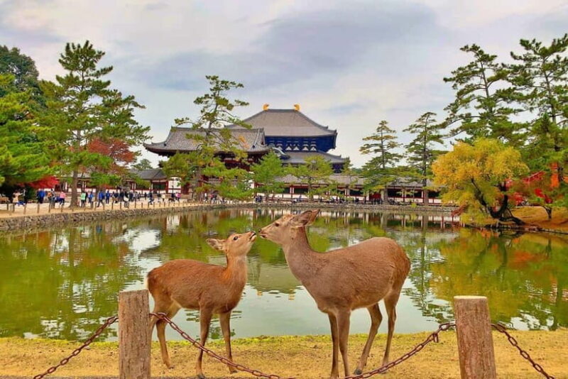 From Osaka: Nara private car tour with optional guide - Who Would Love This Tour?