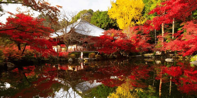 From Osaka: Private Customized Day Tour to Kyoto - Who Would Love This Tour?