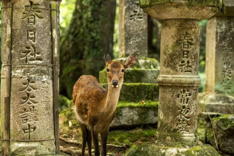 From OsakaOsaka with Nara Private Day Trip with Pickup - FAQ