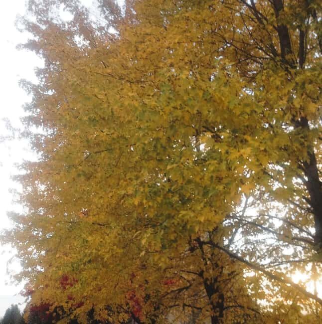 From Ottawa: Gatineau Park Fall Colors Guided Trip - Key Points