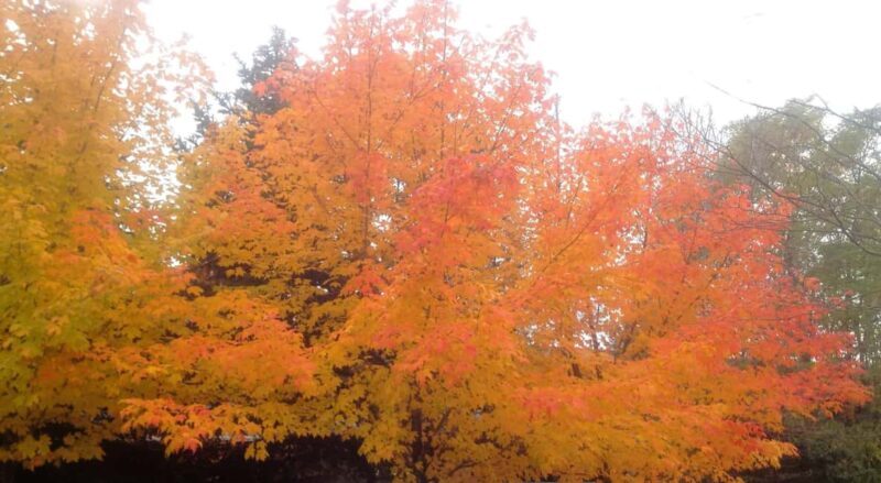 From Ottawa: Gatineau Park Fall Colors Guided Trip - A Scenic Journey into Gatineau’s Fall Colors