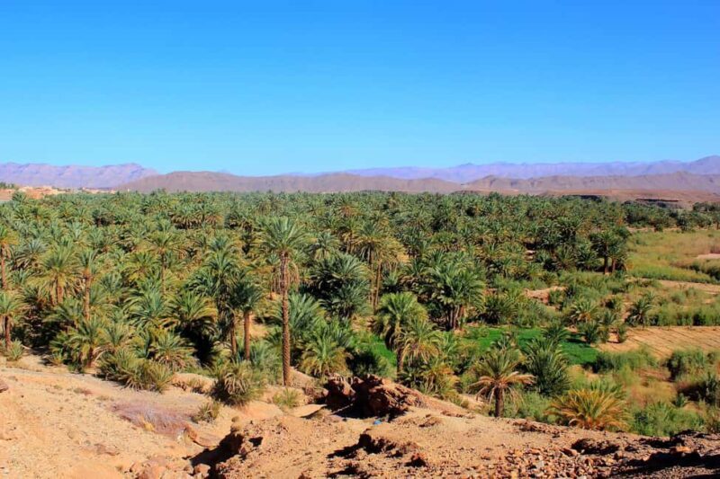 From Ouarzazate: Draa Valley, Camel Ride & Tinfou Dunes Trip - Tamegroute: Treasures of a Desert Town