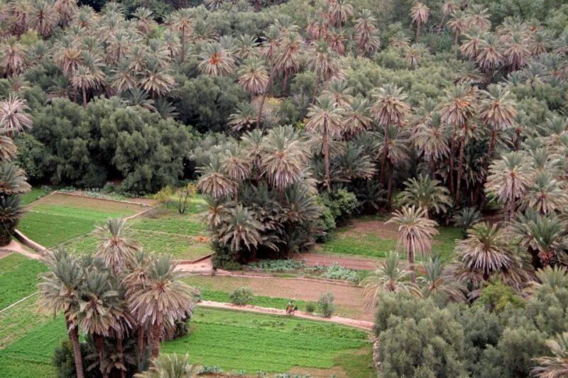 From Ouarzazate: Todra Gorges and 1000 Casbahs Road Day Tour - Practical Tips for the Trip
