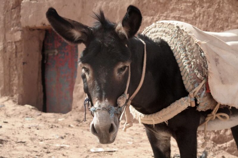 From Ouarzazate: Zagora and Draa Valley Day Tour - A Deep Dive into the Experience