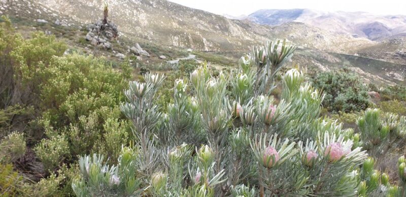From Oudtshoorn: Full-Day Private Swartberg Mountain Tour - Key Points