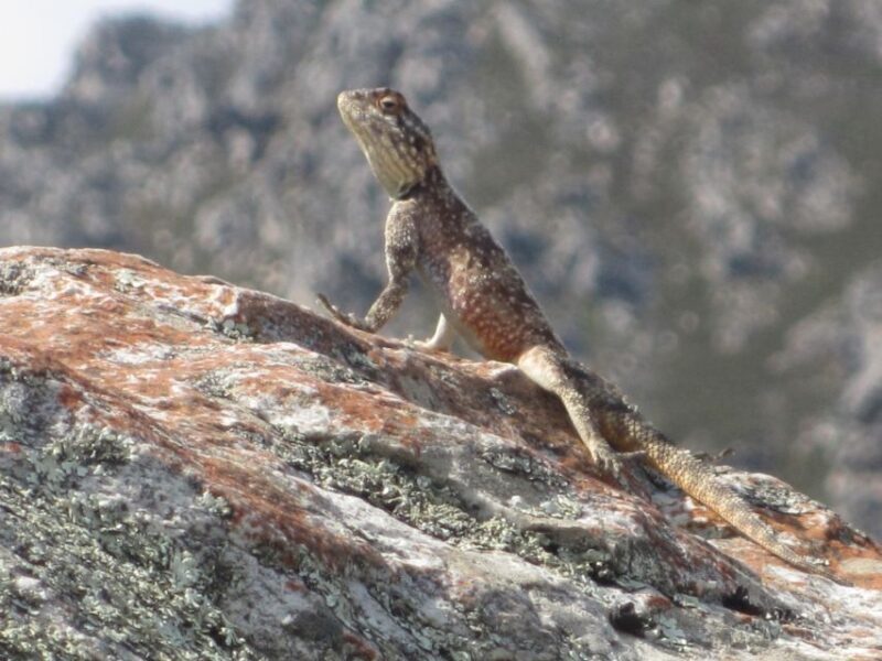 From Oudtshoorn: Full-Day Private Swartberg Mountain Tour - FAQ