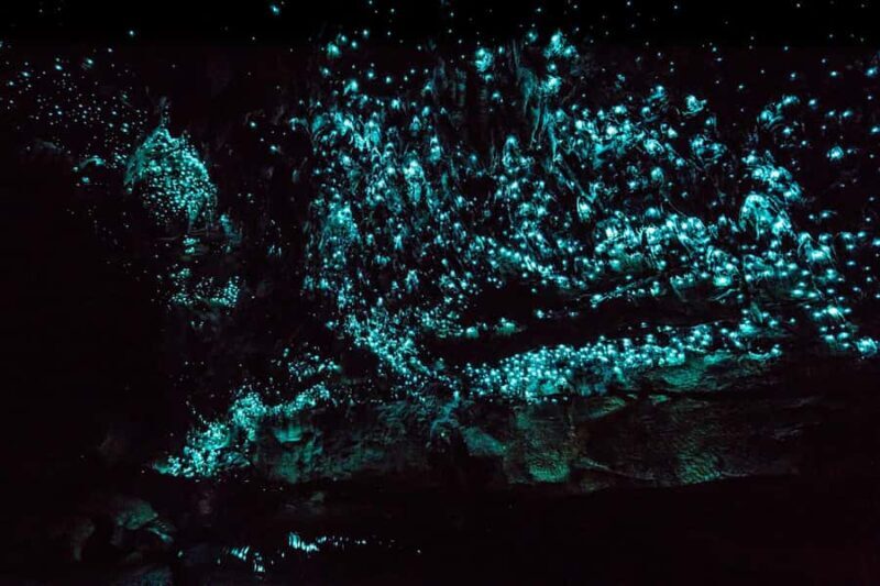From Paihia: Kawiti Glowworm Caves Guided Tour - The Value of This Experience