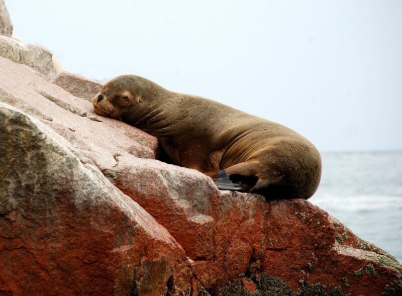 From Paracas: Ballestas Islands tour all Inclusive - Why the Eco-Friendly Aspect Matters