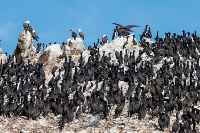 From Paracas: Ballestas Islands tour all Inclusive - Practical Aspects of the Tour