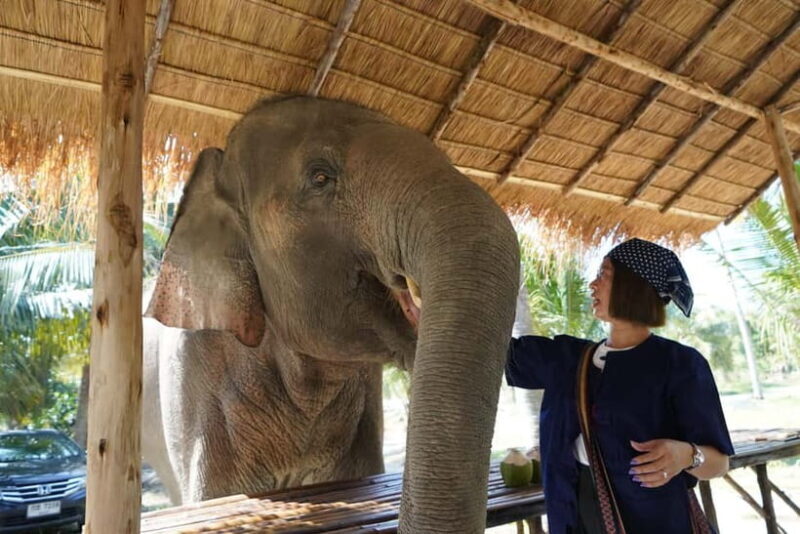 From Pattaya: Living Green Elephant Sanctuary Day Trip - Key Points