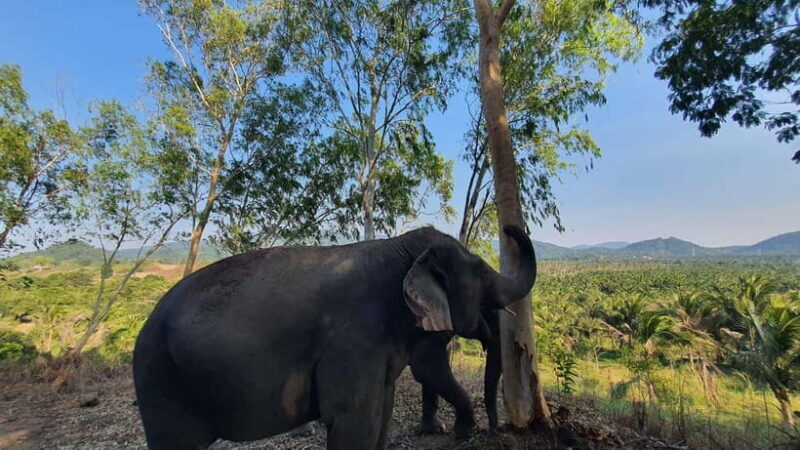 From Pattaya: Living Green Elephant Sanctuary Day Trip - An Ethical Encounter with Elephants near Pattaya