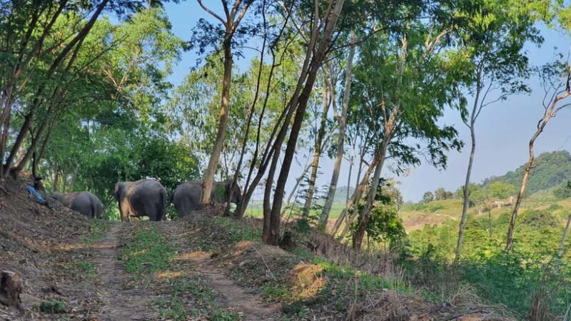 From Pattaya: Living Green Elephant Sanctuary Day Trip - Walking and Bathing with the Elephants