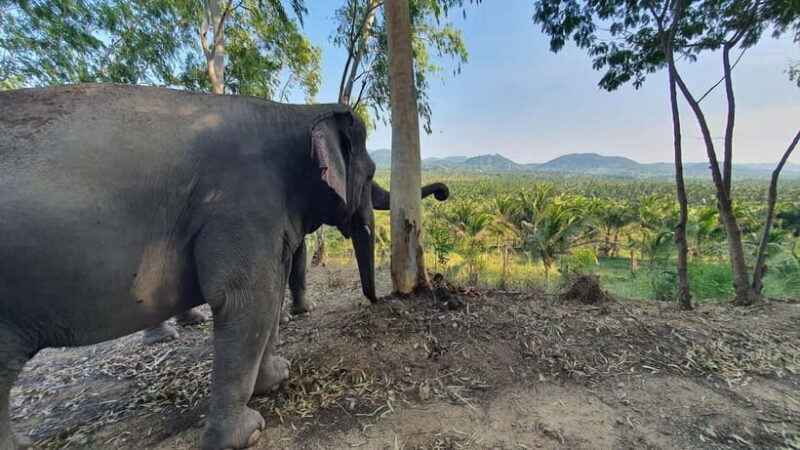From Pattaya: Living Green Elephant Sanctuary Day Trip - The Scenic Setting and Lunch