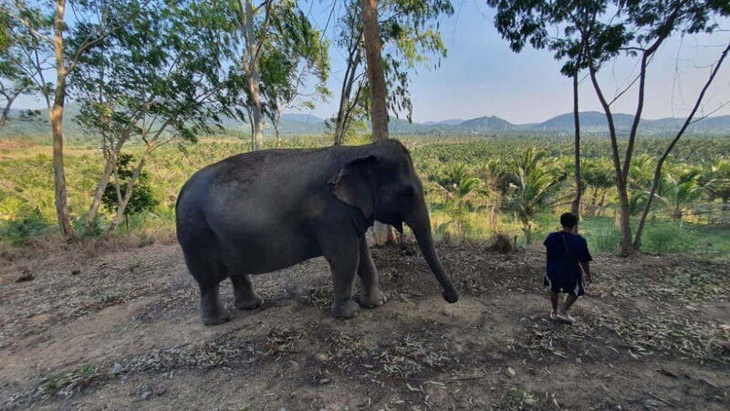 From Pattaya: Living Green Elephant Sanctuary Day Trip - What the Reviews Say