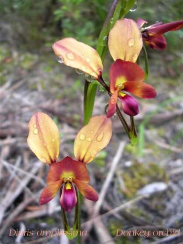 From Pemberton: Half-Day Beach and Forest Eco Adventure - Dead Man’s Lake and the Coastal Wilderness