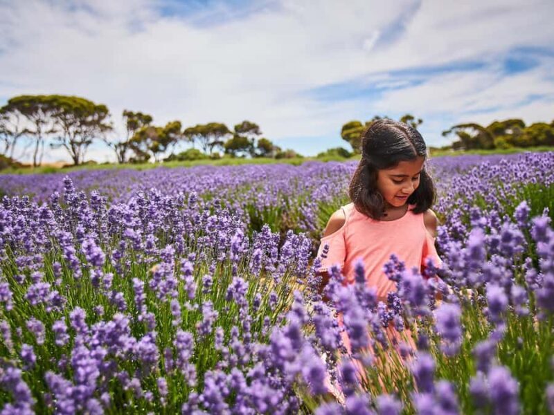 From Penneshaw - A Tasting Of Kangaroo Island - An In-Depth Look at the Tour Itinerary