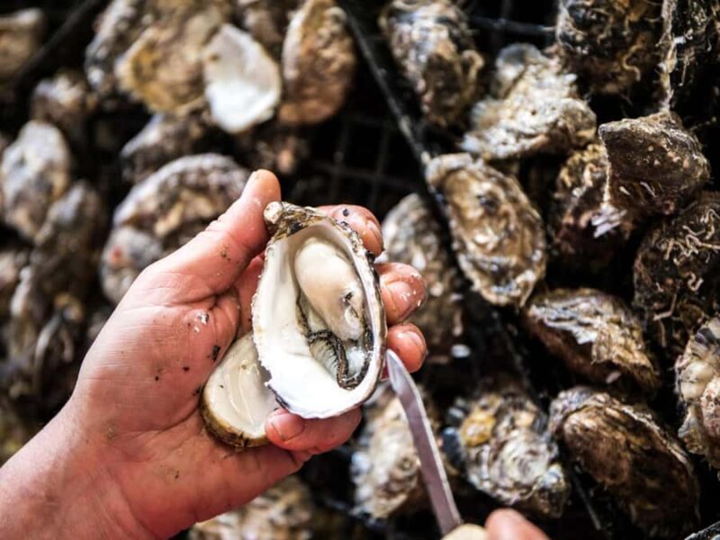 From Penneshaw - A Tasting Of Kangaroo Island - Final Thoughts: Who Is This Tour Best For?