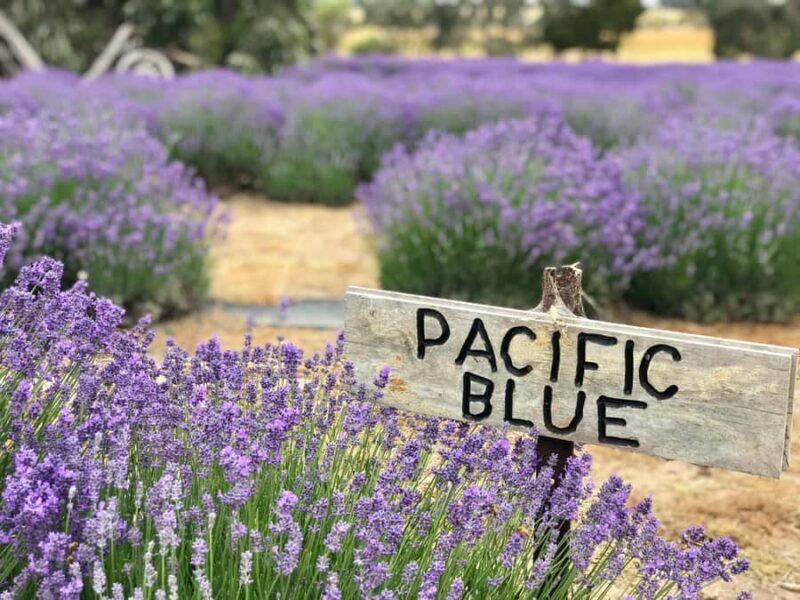 From Penneshaw: Kangaroo Island Shore Excursion Tasting Tour - What to Expect on the Tour