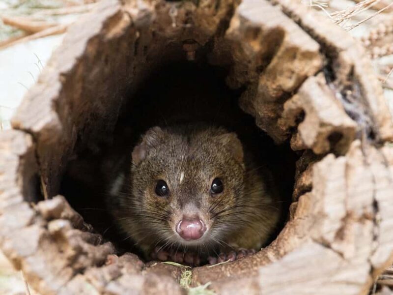 From Penneshaw: Kangaroo Island Wildlife Encounter - Key Points