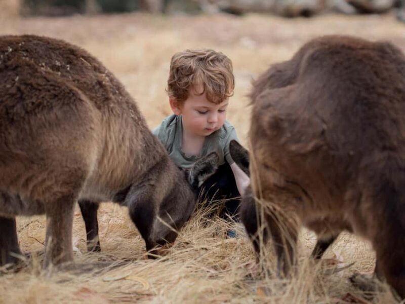 From Penneshaw: Kangaroo Island Wildlife Encounter - A Detailed Look at the Experience
