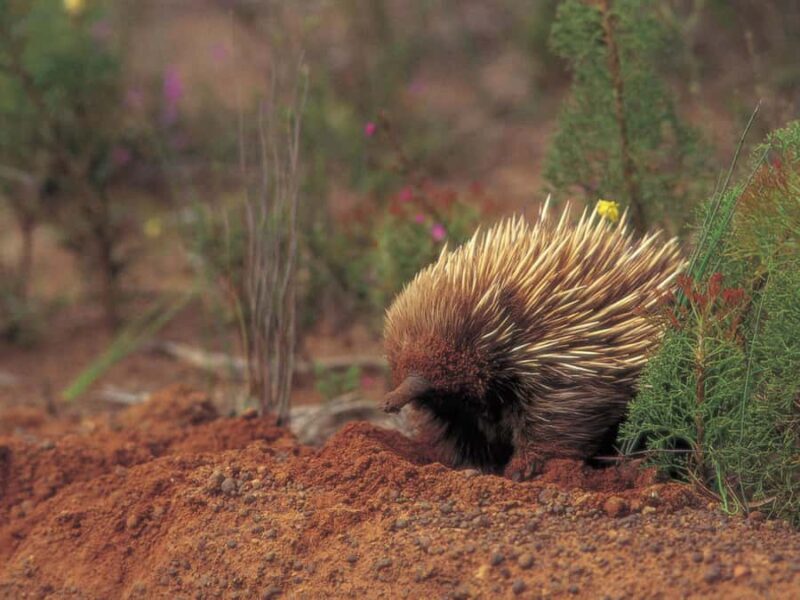 From Penneshaw: Kangaroo Island Wildlife Encounter - Final Thoughts