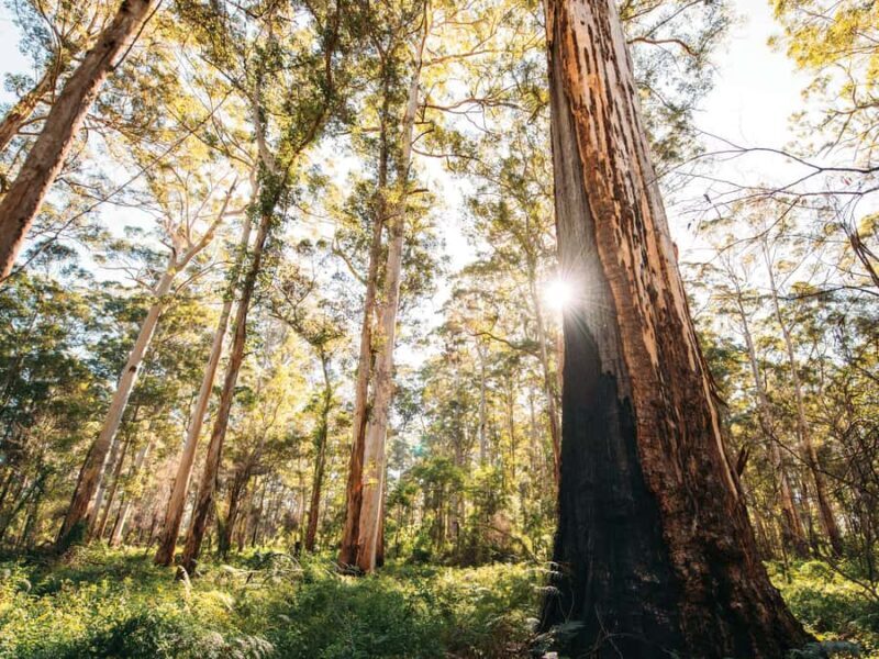 From Perth: 3-Day Margaret River Escape - Key Points