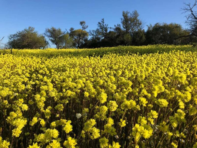 From Perth: Full-Day Wildflower Discovery Tour - Exploring Western Australia’s Wildflower Hotspots