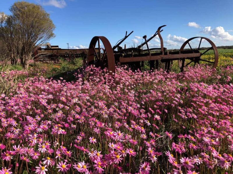 From Perth: Full-Day Wildflower Discovery Tour - Bush Walks and Scenic Views