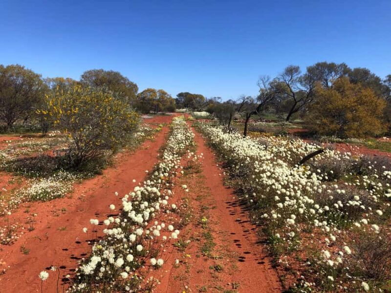 From Perth: Full-Day Wildflower Discovery Tour - Charming Small Towns and Boutique Shopping