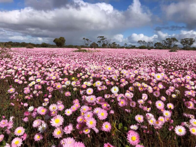 From Perth: Full-Day Wildflower Discovery Tour - The Local Lunch Experience