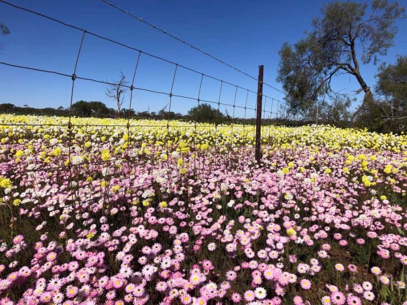 From Perth: Full-Day Wildflower Discovery Tour - Transportation and Group Size