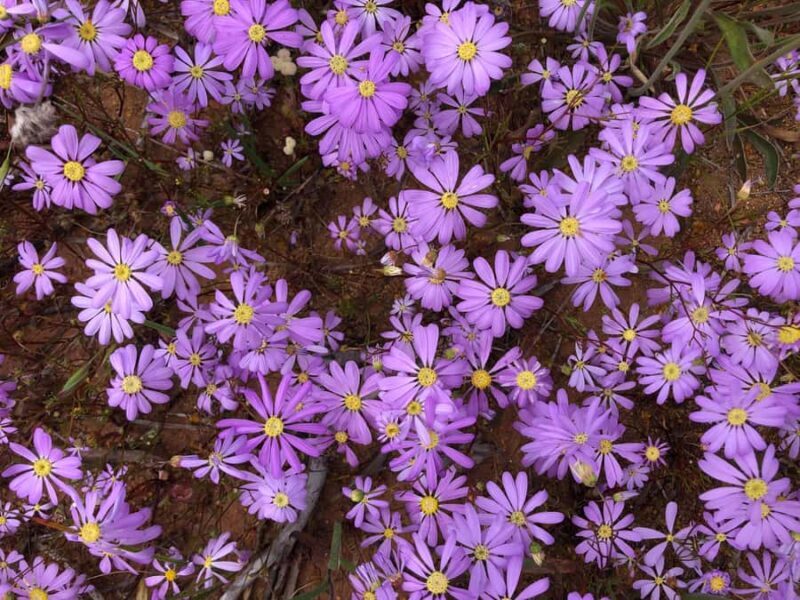 From Perth: Full-Day Wildflower Discovery Tour - Practical Considerations