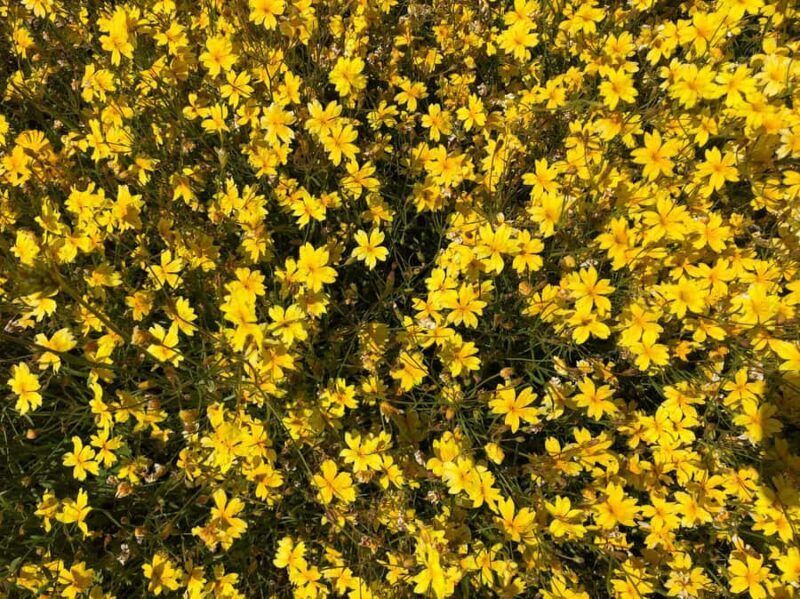 From Perth: Full-Day Wildflower Discovery Tour - Authentic Experiences and Photography Opportunities