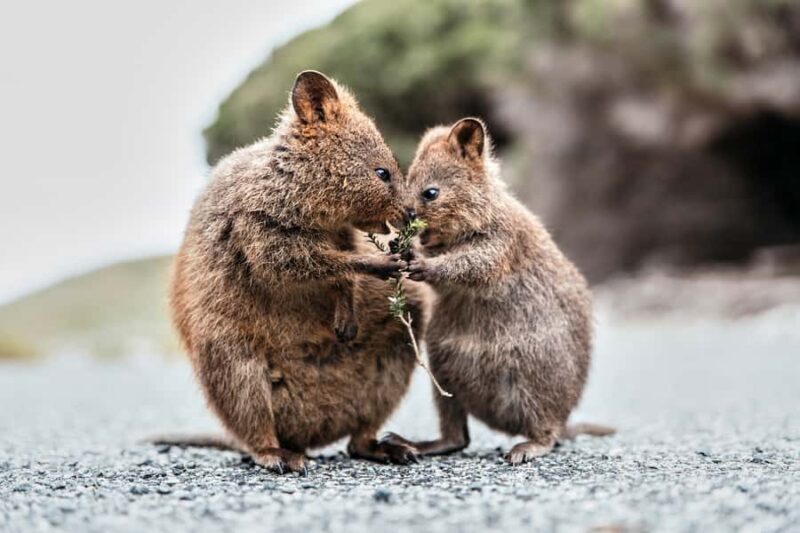 From Perth or Fremantle: Rottnest Island Ferry and Bus Tour - The Authentic Touch: What Travelers Say