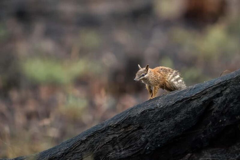 From Perth: Perth Wildlife Tour Under the Stars with Dinner - Key Points