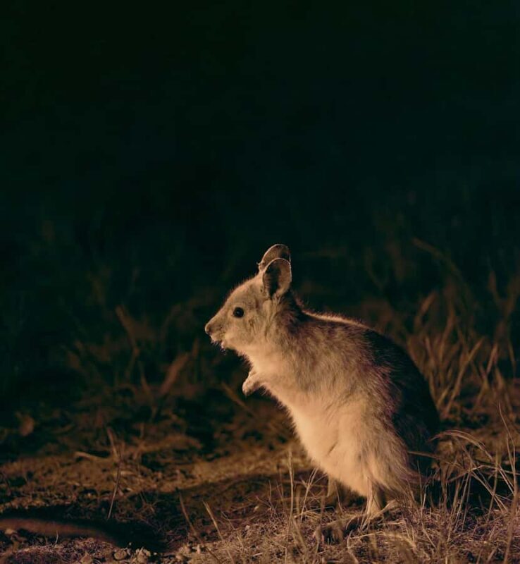 From Perth: Perth Wildlife Tour Under the Stars with Dinner - What Youll Experience on the Tour