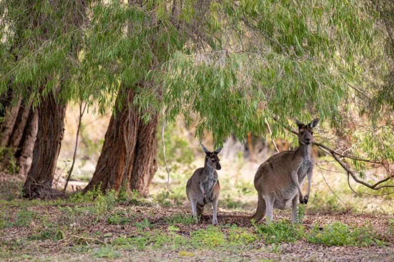 From Perth: Pinnacles Lobster Shack and Yanchep Day Trip - Who Should Consider This Tour?